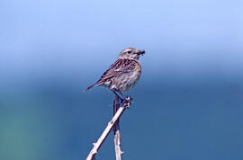 Vitrac ("Saxicola rubicola")