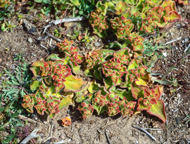 Herba de plata ("Mesembryanthemum crystallinum")