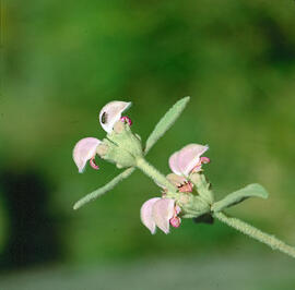 Matagall ("Phlomis purpurea")