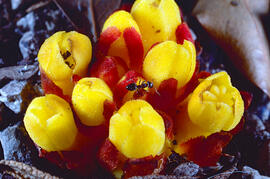 Filosa ("Cytinus hypocistis")