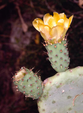 Figuera de moro ("Opuntia ficus-indica")