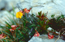 "Lotus corniculatus"