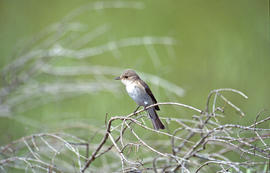 Picamosques ("Muscicapa striata")