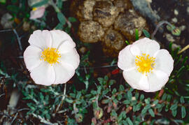Estepa llimonenca ("Cistus monspeliensis")