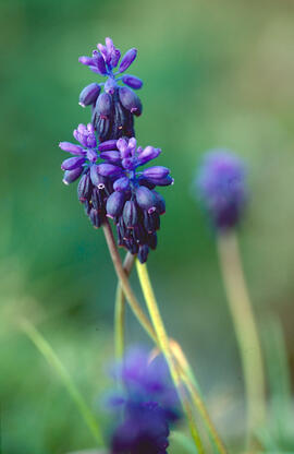 All de bruixa ("Muscari neglectum")