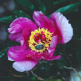 Peònia ("Paeonia mascula")