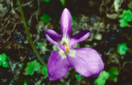 Viola d'olor ("Viola odorata")