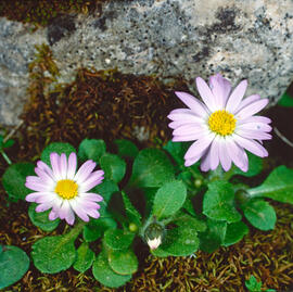 Margalida ("Bellis sylvestris")