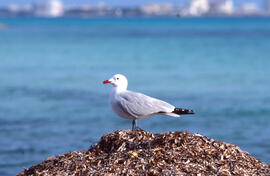 Gavina roja ("Larus audouinii")