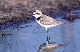 Tiruril·lo ("Charadrius alexandrinus")