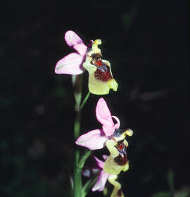 Abellera vermella ("Ophrys tenthredinifera")