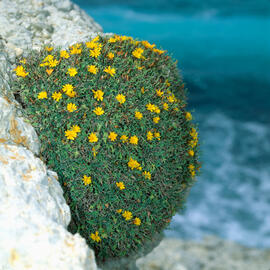 Coixinet de monja florit ("Launea cervicornis")