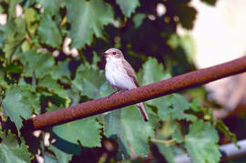 Picamosques ("Muscicapa striata")