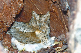 Mussol petit i polls dins el niu ("Athene noctua")