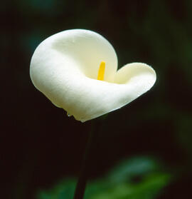 Lliri d'aigua ("Zantedeschia aethiopica")