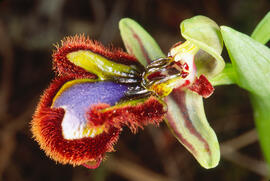 Abellera de mirall ("Ophrys speculum")