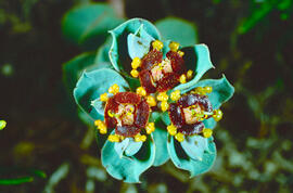Floreta de pastor ("Euphorbia rigida")