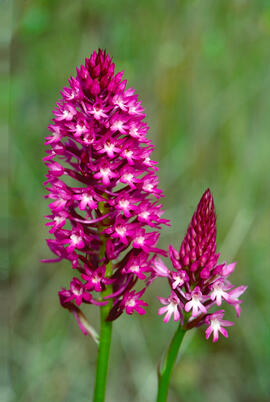Orquídia piramidal ("Anacamptis pyramidalis")