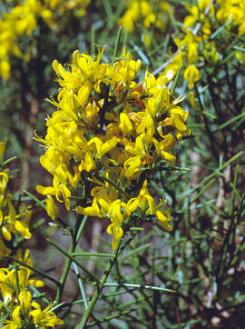 "Cytisus galianoi"