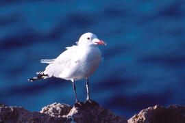 Gavina roja ("Larus audouinii")