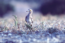 Sebel·lí ("Burhinus oedicnemus")