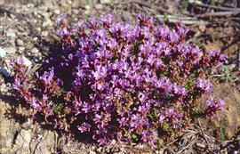 Serpoll ("Thymus serpyllum")