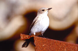 Picamosques ("Muscicapa striata")