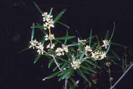 Aladern de fulla estreta ("Phillyrea angustifolia")