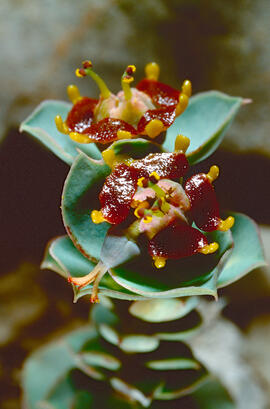Floreta de pastor ("Euphorbia rigida")