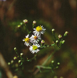 "Tripolium pannonicum"