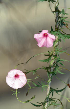 Campaneta ("Convolvulus arvensis")
