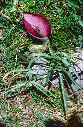 Orella de porc ("Helicodiceros muscivorus")