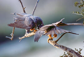 Falcó ("Falco peregrinus")