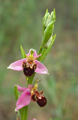 Orquídia abella ("Ophrys apifera")