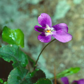 Viola d'olor ("Viola odorata")