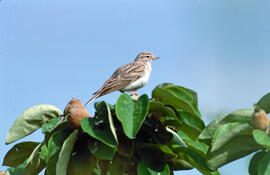 Terrerola comuna ("Calandrella brachydactyla")
