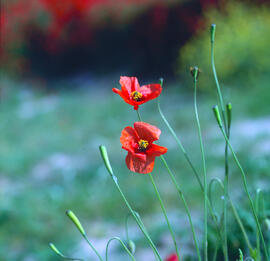 Rosella ("Papaver dubium")