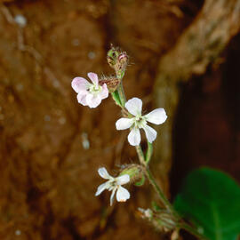 "Silene gallica"