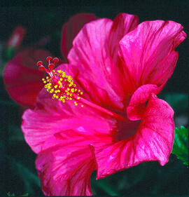 Hibisc ("Hibiscus rosa-sinensis")