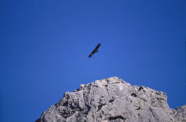 Voltor negre volant per Ariant ("Aegypius monachus")