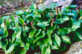 Llengua de frare ("Arisarum vulgare")