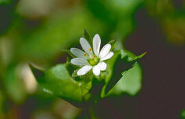 Morró ("Stellaria media")