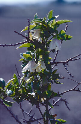 Vidalba ("Clematis cirrhosa")
