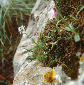 Orquídia piramidal ("Anacamptis pyramidalis")