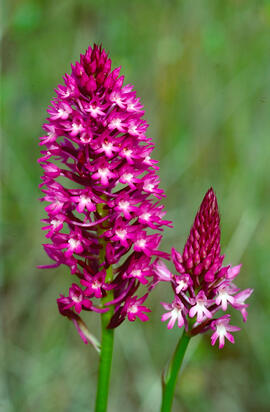 Orquídia piramidal ("Anacamptis pyramidalis")