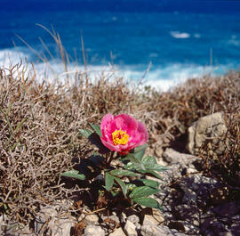 Peònia ("Paeonia mascula")