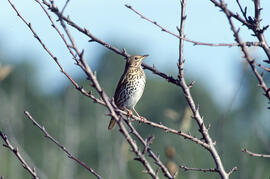 Tord ("Turdus philomelos")