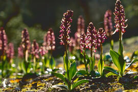 Botons de ca ("Orchis purpurea")