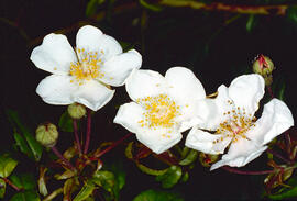 Roser bord ("Rosa sempervirens")