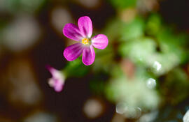 Gerani ("Geranium dissectum")
